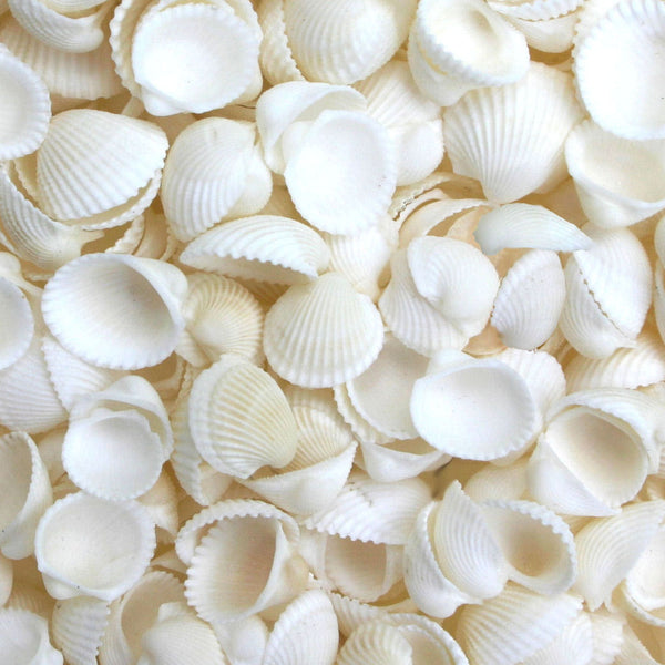 Small White Rose Cockle Shells - 1 Kg